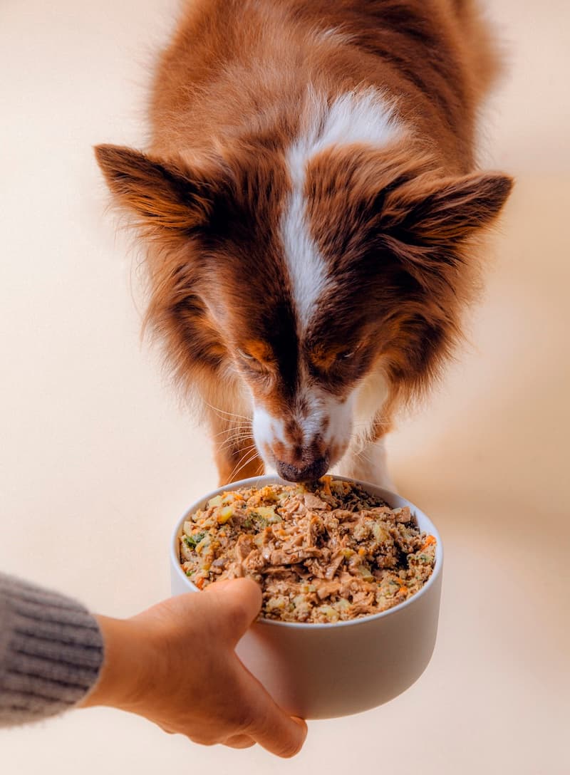 Dog eating Nine & Line from bowl