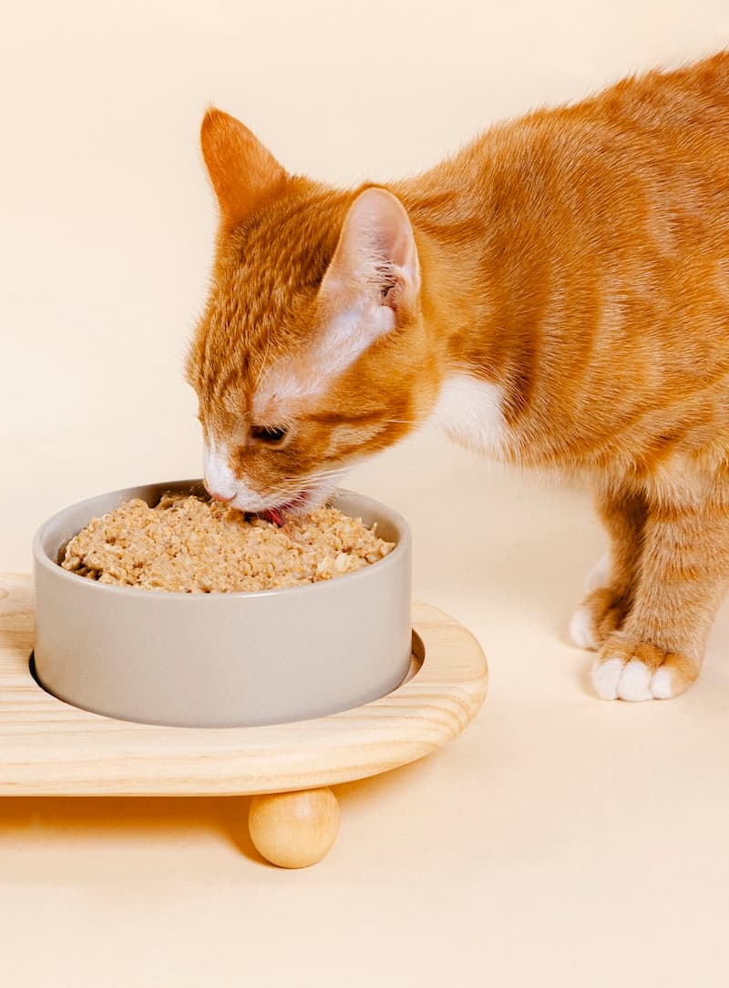 Cat eating Nine & Line from bowl